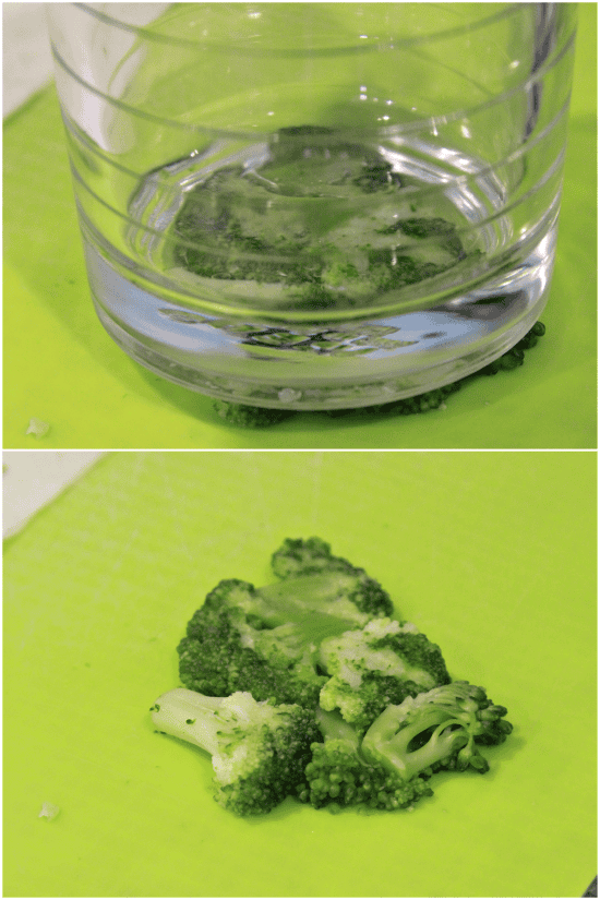 Steamed broccoli crowns being flattened by the bottom of a glass.
